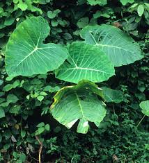 Image result for Chlorophytum stenopetalum