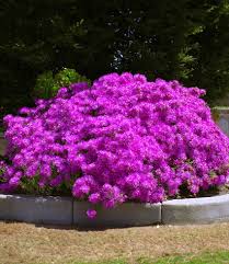 Image result for Lampranthus spp.