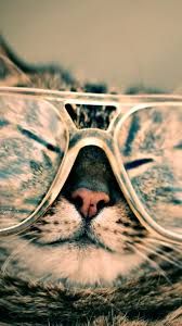 Animals Iphone 6 Plus Wallpapers Funny Cat Eye Glasses Iphone 6 Plus Hd Wallpaper Hipster Cat Funny Cats Cat Glasses