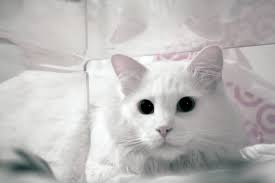 Love this pic of Mikey Powers with his mom and dad !