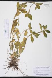 Image result for Commelina benghalensis