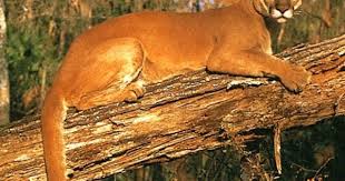 Florida Panther On Fallen Tree Florida Panther Animals Wild Big Cat Wall Art