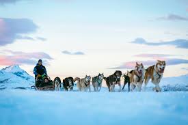 We did not find results for: Aurora Camp And Dog Sledding Tromso Villmarkssenter Riding Sledging Tromso Norway