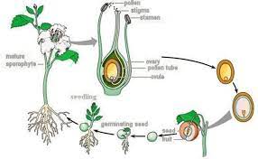 Fruits And Seeds Dispersal Science Lesson Science Lessons Plant Science Biology Plants