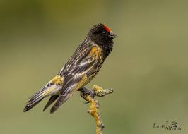 Red Fronted Serin Kara Iskete Aladaglar Nationalpark 2019 When It Is Hot In Lowland Areas Like Adana We Can Go Up To Highlands Like Aladaglar To Obser Kus