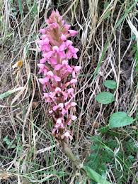 Image result for Disa stairsii