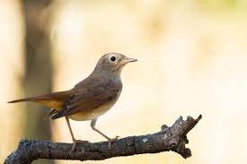 Pour que le chant d'une espèce ne soit pas couvert le déclenchement du chant serait quant à lui lié aux yeux des oiseaux. Oiseaux Qui Chantent La Nuit Signification Et Exemples Avec Photos