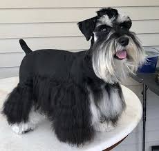 Black And Silver Mini Schnauzer Black And Silver Mini Schnauzer With Long Skirt In 2020 Mini Schnauzer Schnauzer Dog Haircuts