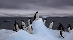Adelie Penguins Sit On An Iceberg In Antarctica Which Has A Polar Climate Photo By Jason Auch Via Flic Climate Change Effects Penguins Penguin Awareness Day