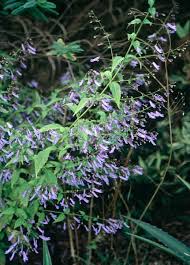 Image result for Isodon ramosissimus