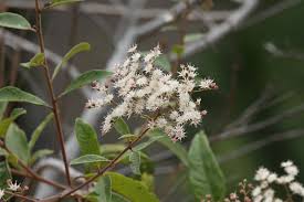 Image result for Vernonanthura polyanthes