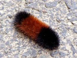 Black And Red Fuzzy Caterpillar What Happens To A Wooly Worm Yahoo Answers Wooly Bear Caterpillar Woolly Bear The Wooly