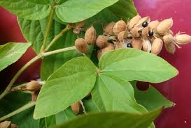 Image result for Flemingia