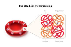 Image result for Hemoglobin