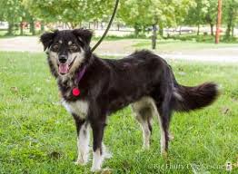 Adopt Raven On Petfinder Big Fluffy Dogs Big Fluffy Dog Rescue English Shepherd