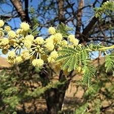 Image result for Acacia borleae