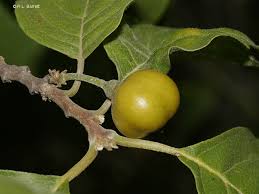 Image result for Turraea holstii