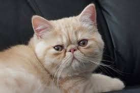 Extreme face, small ears and short cobby body. Hd Wallpaper Cat Exotic Shorthair Wallpaper Flare