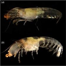 Image result for Synandrodaphne