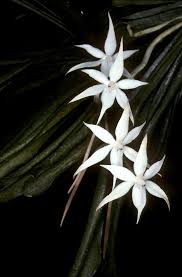 Image result for Erythrococca kirkii