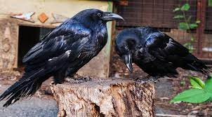 Does not include tights, wasn't clear. Raven As A Pet Pet Comments