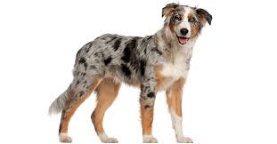 Developed in california in the 19th century, it is claimed the breed descends from a variety of herding breeds including collies imported into california alongside sheep imported from australia and new zealand, the breed taking its name from the former. Australian Shepherd Training Und Erziehung Hunde Plus