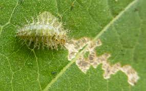Discover when graphs and charts can aid your business program, and if they can hurt it. Leaf Eating Ladybirds Potato Pest In Indonesia And Western Australia Agriculture And Food