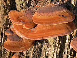 Image result for Ischnoderma resinosum