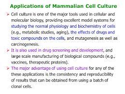 .to animal cell culture tool for the study of animal cell biology in vitro model of cell growth mimic of in vivo cell behaviour artificial (some cell. Animal Cell Tissue And Organ Culture Ppt Download