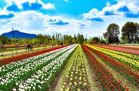 To view the gorgeous tulip gardens in full bloom, the best time is during the summer months of march and april. Kashmir Family Tour Packages Book Kashmir Package For Family Srinagar Package