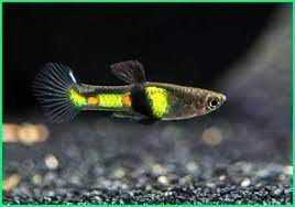 Tempat air bercerat, dari tanah : Komunitas Hewan Tumbuhan Dan Habitatnya Cara Golden