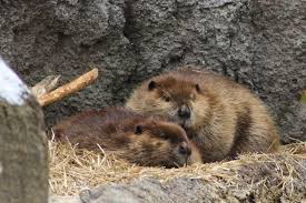 Happy International Beaver Day! Did you know the beaver is the national  animal of Canada? However, the second-largest rodent in the world can be  found throughout North America and parts of Europe