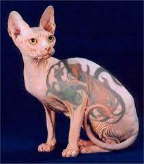 When history and mythology combine. Tattooing Sphynx Hairless Cats Is Cruel Pethelpful