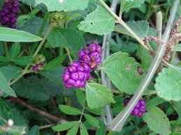 Image result for Lantana ukambensis