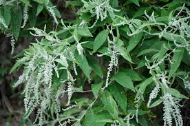 Image result for Buddleja asiatica