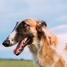 To the borzoi encyclopedia (tbe), a compilation of borzoi history and data which we hope will educate borzoi lovers, breeders and researchers. Borzoi Breed Information Characteristics Heath Problems Dogzone Com