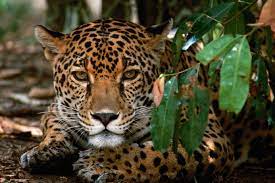 Corcovado national park's ranger stations are in operation daily from 7:30 a.m. Corcovado6 Corcovado National Park Costa Rica Wildlife Costa Rica Tour