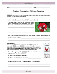Chicken genetics gizmo answer key. Student Exploration Chicken Genetics Answer Key Pdf Fill Online Printable Fillable Blank Pdffiller