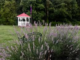 See more ideas about georgia, georgia travel, georgia vacation. A Lavender Farm In Georgia Finegardening