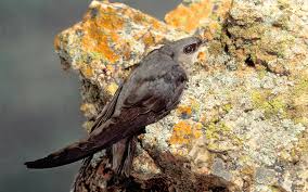 Get birds & animals out of chimneys. Chimney Swift Audubon Field Guide