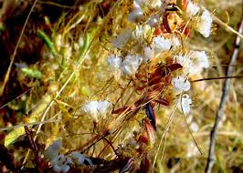 Image result for Cuscuta abyssinica