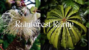 Image result for Barringtonia racemosa