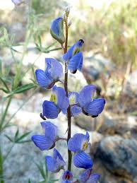 Any of numerous plants of the genus lupinus of the pea family. Mojave Lupine Lupinus Sparsiflorus