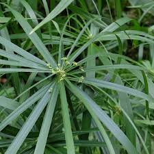 Image result for Cyperus foliaceus