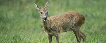 Reh n (genitive rehes or rehs, plural rehe, diminutive rehchen n or rehlein n). Deutsche Wildtier Stiftung Reh