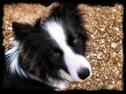 Pin On Border Collie