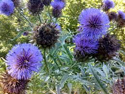 Image result for Cynara cardunculus
