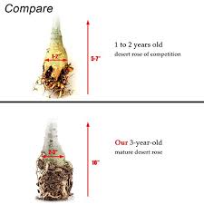 29,700,462 likes · 117,319 talking about this. 9greenbox Yellow Sorbet Desert Rose Buy Online In El Salvador At Elsalvador Desertcart Com Productid 3575614