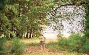 Free hog hunting in houston texas. A Guide To Free Or Cheap Public Hunts In Texas Texas Monthly