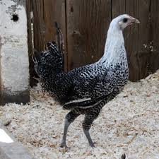 Black And White Hen Egyptian Fayoumis Hens Are Black And White Barred On Their Body And Legs With A White Neck And Head Fancy Chickens Black Chickens Chickens Backyard